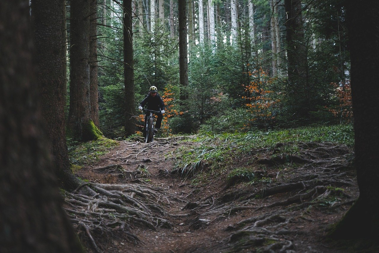 trail riding, trail cycling, forest-6725753.jpg